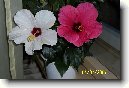 Ibi�ek ��nsk�