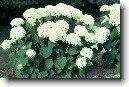 Hortenzie velkolist�