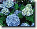 Hortenzie velkolist�