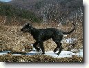 Irsk� vlkodav