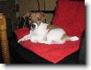 Jack Russel�v Teri�r
