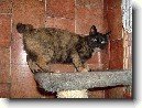 Japonsk� bobtail