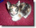 Japonsk� bobtail