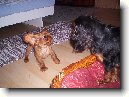 King Charles �pan�l
