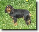 King Charles �pan�l