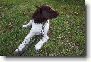 Mal� m�nsterlandsk� oha�
