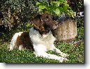 Mal� m�nsterlandsk� oha�