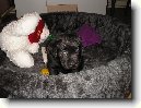 Labradorsk� retr�vr