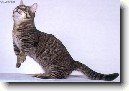 Munchkin ko�ka