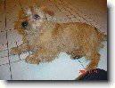 Norfolk teri�r