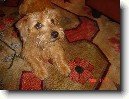 Norfolk teri�r