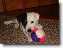 Parson Russel Teri�r