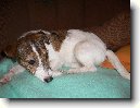 Parson Russel Teri�r