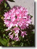 Pentas, p�tkovec