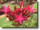 Pentas, p�tkovec
