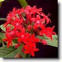Pentas, p�tkovec