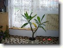 Plum�rie