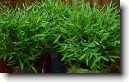 Pokojov� bambus