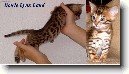 Beng�lsk� ko�ka, leopard� ko�ka