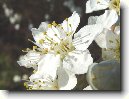 Trnka Obecn�