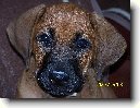 Rhod�sk� ridgeback, Rhod�zsk� ridgeback