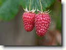 Malin�k Obecn�