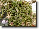 Star�ek Rowle�v