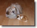 Shi-tzu