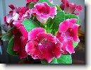Glox�nie
