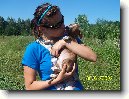 Staford��rsk� bullterier