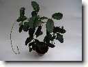 Stefanotis, v�ncovec kv�tnat�