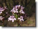 Tymi�n Obecn�