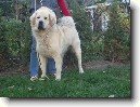 Tibetsk� doga