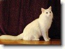 Tureck� Angora