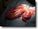 Gynekologie (Psi/Ko�ky)