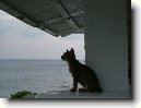 Dovolen� s ko�i�kou, zahrani��