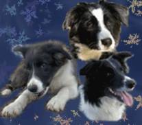 Chovatelska stanice ps�: HAFKINS - BORDER COLLIE