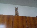Chovatelska stanice ps�: FELIS AURATA -ABYSSINIAN KO�KA HABEE�SK�