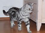 Chovatelska stanice ps�: SILVER BARON