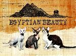 Chovatelska stanice ps�: EGYPTIAN BEAUTY
