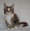 Chovatelska stanice ps�: FLUFFY HEARTS