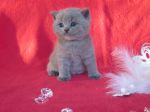 Chovatelska stanice ps�: GATTO SELVATICO CZ