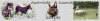 Chovatelska stanice ps�: AUSTRALSK� KELPIE V �ESK� REPUBLICE