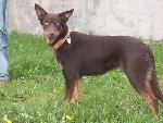Chovatelska stanice ps�: Z PORTY�SK� ZAHRADY