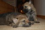 Chovatelska stanice ps�: Z V�RN� SME�KY