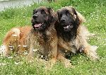 Chovatelska stanice ps�: OD BRDSK� STUD�NKY