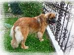 Chovatelska stanice ps�: LEON KR�LOVCE