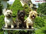 Chovatelska stanice ps�: ANGEL�S CLUB
