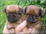 Chovatelska stanice ps�: �ERN� ONYX