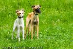 Chovatelska stanice ps�: BAMBI BOHEMIA
